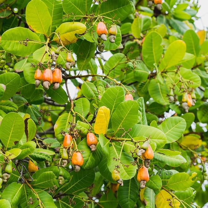 Anacardi africani