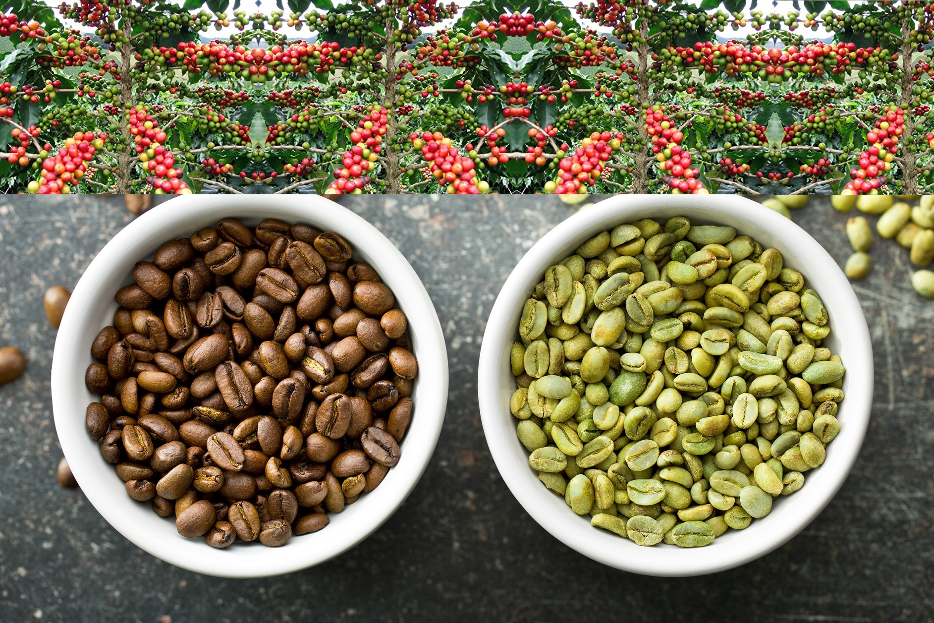Caffè Arabica e Robusta africano