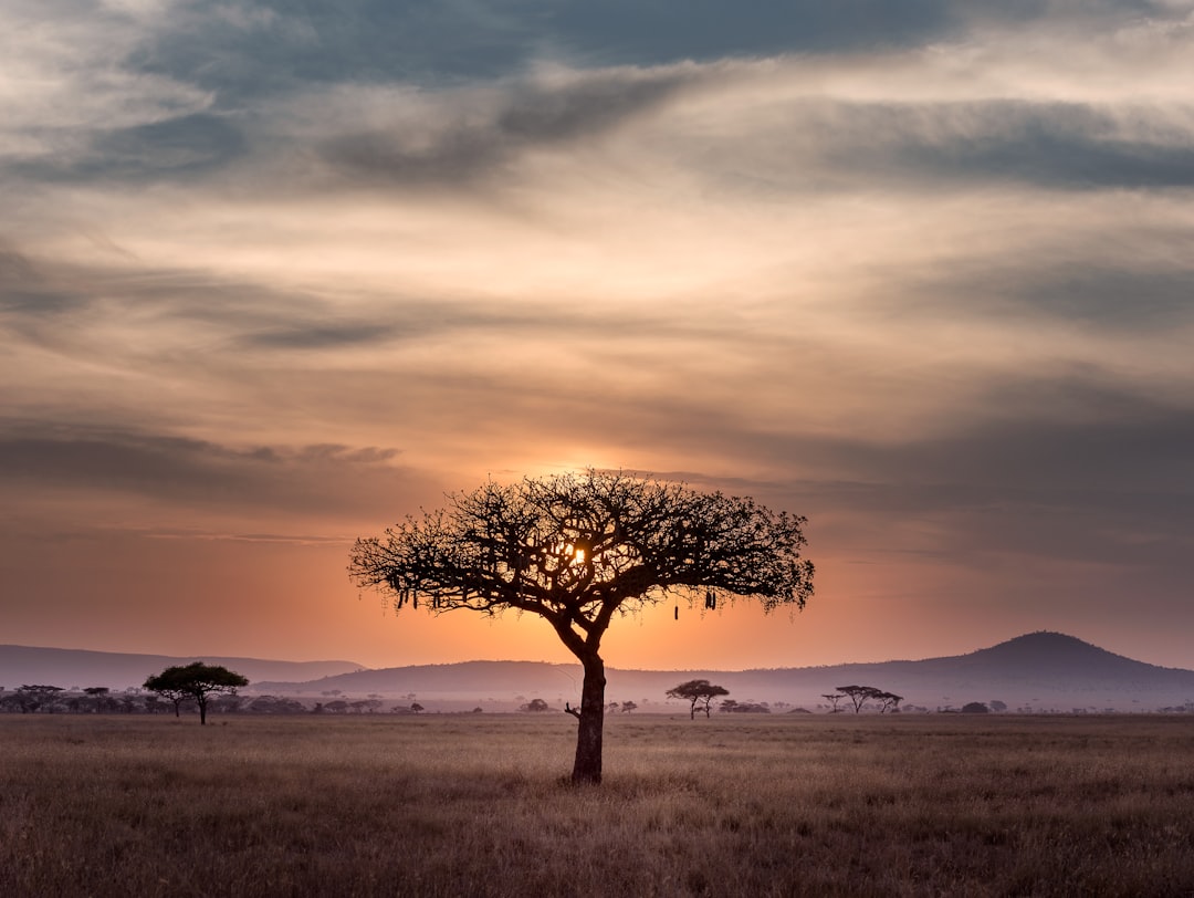 Acacia nella savana africana al tramonto